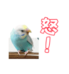 セキセイインコのハピコ（個別スタンプ：5）