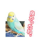 セキセイインコのハピコ（個別スタンプ：6）