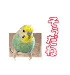 セキセイインコのハピコ（個別スタンプ：7）