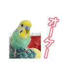 セキセイインコのハピコ（個別スタンプ：8）