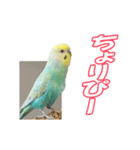 セキセイインコのハピコ（個別スタンプ：9）