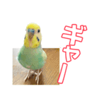 セキセイインコのハピコ（個別スタンプ：10）