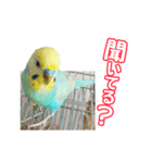 セキセイインコのハピコ（個別スタンプ：12）