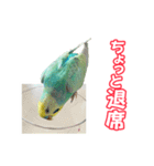 セキセイインコのハピコ（個別スタンプ：13）