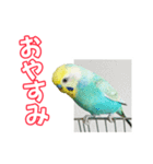 セキセイインコのハピコ（個別スタンプ：14）