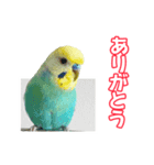 セキセイインコのハピコ（個別スタンプ：15）