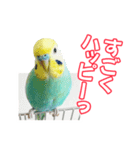 セキセイインコのハピコ（個別スタンプ：16）