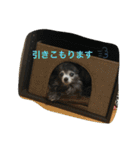 もげくーはうぃ（個別スタンプ：5）