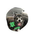 もげくーはうぃ（個別スタンプ：6）