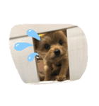 もげくーはうぃ（個別スタンプ：19）