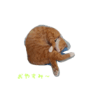 チョコ＆こはちゃん（個別スタンプ：4）
