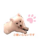 Japanese Spitz、maltesepapillon（個別スタンプ：1）
