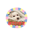 Japanese Spitz、maltesepapillon（個別スタンプ：2）