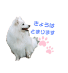 Japanese Spitz、maltesepapillon（個別スタンプ：4）