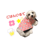 Japanese Spitz、maltesepapillon（個別スタンプ：5）