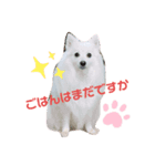Japanese Spitz、maltesepapillon（個別スタンプ：6）