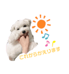Japanese Spitz、maltesepapillon（個別スタンプ：7）