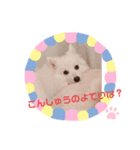 Japanese Spitz、maltesepapillon（個別スタンプ：8）