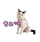 パフすたんぷ（個別スタンプ：8）