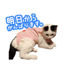 パフすたんぷ（個別スタンプ：10）