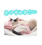 パフすたんぷ（個別スタンプ：11）