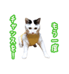 パフすたんぷ（個別スタンプ：15）