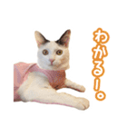 パフすたんぷ（個別スタンプ：16）