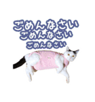 パフすたんぷ（個別スタンプ：17）