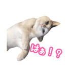 パフすたんぷ（個別スタンプ：21）