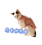 パフすたんぷ（個別スタンプ：22）