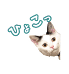 パフすたんぷ（個別スタンプ：24）