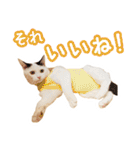 パフすたんぷ（個別スタンプ：26）