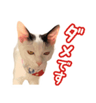 パフすたんぷ（個別スタンプ：27）