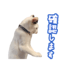 パフすたんぷ（個別スタンプ：29）