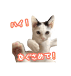 パフすたんぷ（個別スタンプ：30）