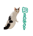 パフすたんぷ（個別スタンプ：31）
