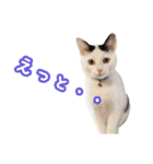 パフすたんぷ（個別スタンプ：34）