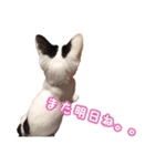 パフすたんぷ（個別スタンプ：36）