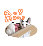 パフすたんぷ（個別スタンプ：37）