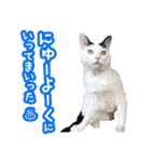 パフすたんぷ（個別スタンプ：39）