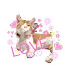 Cocoちゃんにゃんこちゃんスタンプ2（個別スタンプ：1）
