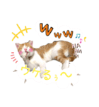 Cocoちゃんにゃんこちゃんスタンプ2（個別スタンプ：2）