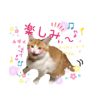 Cocoちゃんにゃんこちゃんスタンプ2（個別スタンプ：5）