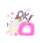 Cocoちゃんにゃんこちゃんスタンプ2（個別スタンプ：7）