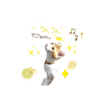 Cocoちゃんにゃんこちゃんスタンプ2（個別スタンプ：10）