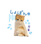Cocoちゃんにゃんこちゃんスタンプ2（個別スタンプ：11）