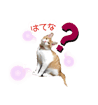 Cocoちゃんにゃんこちゃんスタンプ2（個別スタンプ：12）