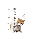 Cocoちゃんにゃんこちゃんスタンプ2（個別スタンプ：13）