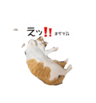 Cocoちゃんにゃんこちゃんスタンプ2（個別スタンプ：14）