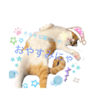 Cocoちゃんにゃんこちゃんスタンプ2（個別スタンプ：16）